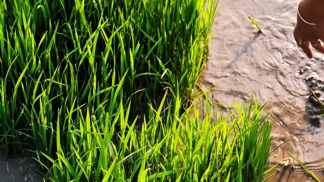 close up farmer pulling out young rice seedlings from the nursery bed. Traditional manual rice seedling uprooting process in Indonesia. Authentic agricultural labor in muddy paddy field landscape	
