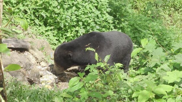 An adult male sun bear (Helarctos malayanus) forages on the forest floor in a dense Thailand jungle, investigating food scraps at a restaurant waste site. The close, daylight shot captures the natural