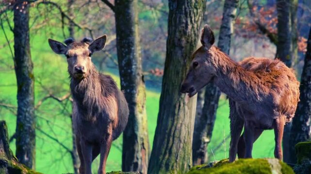 Beautiful Equestrian Background with Noble Stallions and Mares in Sunlit Pasture Meadow in 4K UHD Footage