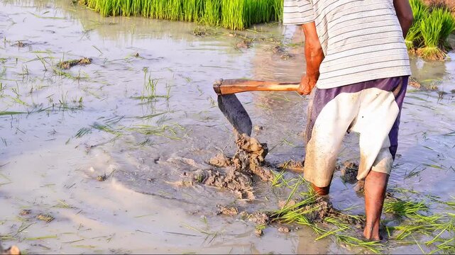 A farmer hoeing soil in a fertile rice paddy field, manual agricultural activity, traditional farming methods, rural lifestyle in Asia, sustainable agriculture, high-quality 4K stock video.