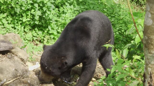 An adult sun bear (Helarctos malayanus) forages for food scraps on rocky ground at the rear of a restaurant bordering tropical jungle in Thailand. Medium shot showing natural scavenging behavior. 