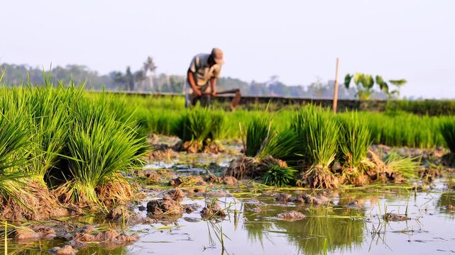 Traditional Asian farmer hoeing the soil in a lush green rice paddy field, manual agriculture technique, rural farming life, sustainable food production, authentic Southeast Asian scene, 4K footage.