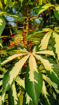 Close-up of Manihot esculenta variegata or variegated cassava leaves with striking yellow and green patterns and red petioles in the garden.