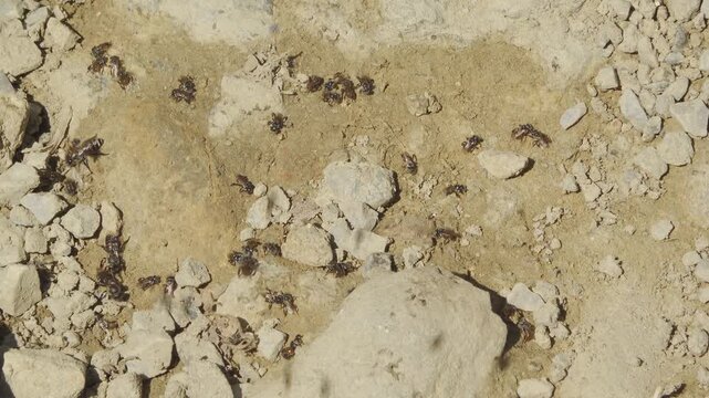 Adult wild stingless bees (Meliponini tribe) swarm and puddle on mineral-rich soil in a Thai jungle. The medium 4K shot captures natural group behavior as bees gather salts and nutrients.