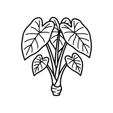 Taro plant icon with large leaves and corm.