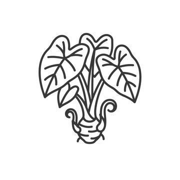 Taro plant with large leaves and root line icon