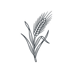 Fototapeta premium Single wheat stalk grain line art icon.