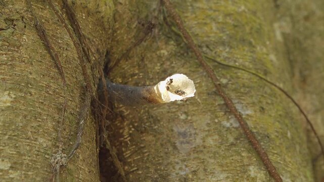 Adult Tetragonula stingless bees (Meliponini) are actively constructing and guarding their distinctive resin trumpet nest entrance on a tree trunk in Thailand's tropical jungle.