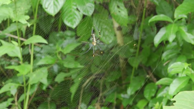 An adult female giant golden orb-weaver spider (Nephila pilipes) moves across its large golden silk orb web in lush Thai jungle foliage. 