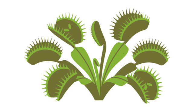 Stylized Venus flytrap carnivorous plant vector illustration isolated on white background