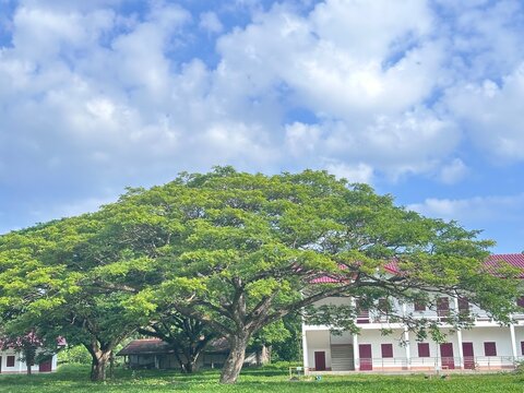 Big green rain tree in front of rural school building with beautiful blue sky, countryside landscape.