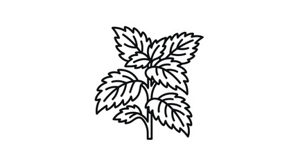 Fresh mint herb plant with serrated leaves line art. © khirul afandi