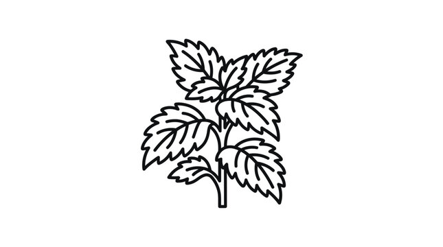 Fresh mint herb plant with serrated leaves line art.