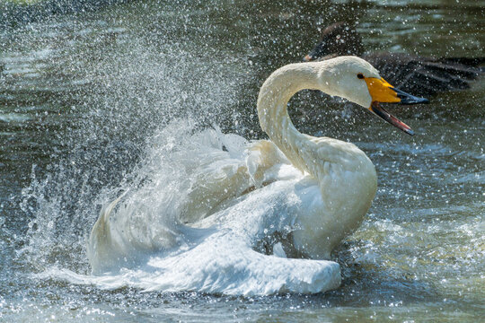 A white swan flaps its wings, splashing water in the sunlight.