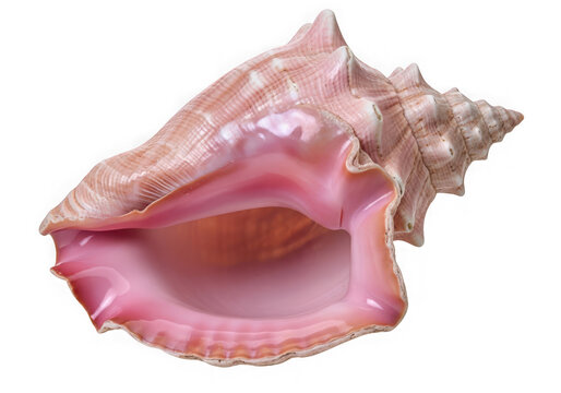 Large pink conch shell isolated on transparent background beautiful tropical marine mollusk specimen studio photography shell object.