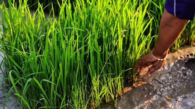 close up farmer pulling out young rice seedlings from the nursery bed. Traditional manual rice seedling uprooting process in Indonesia. Authentic agricultural labor in muddy paddy field landscape	
