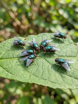A group of iridescent green flies rests on a vibrant green leaf. The flies are clustered together, exhibiting a collective behavior.