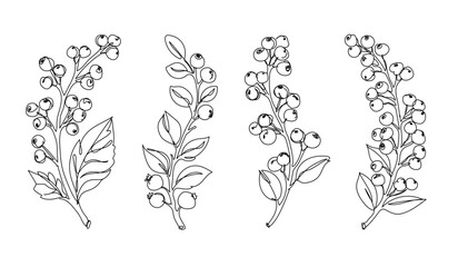 Botanical berry branches collection with leaves and natural elements. Continuous one line drawing, nature illustration © Alvian