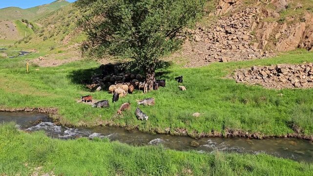 A peaceful spring valley with a small herd of goats and sheep resting under a tree beside a clear stream and green hills.
📍 Marivan, Kurdistan, Iran 