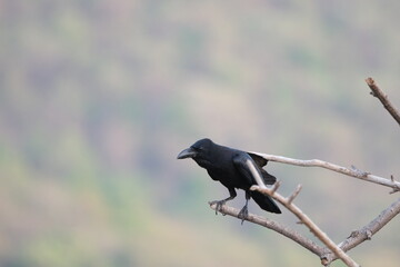 Fototapeta premium House crow perched on branch with soft background