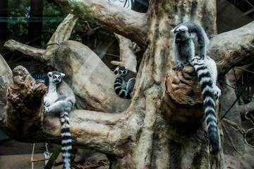 Fototapeta premium A group of lemur on tree in the zoo. Un grupo de lemur en un arbol mirandote.