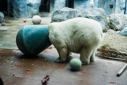 polar bear in a zoo playing with a toy. Oso polas jugando