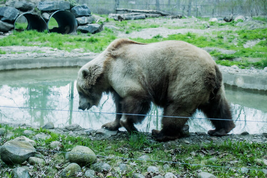 A grizzly brown bear in the zoo eating. Oso grizzly en el zoologico caminando y comiendo