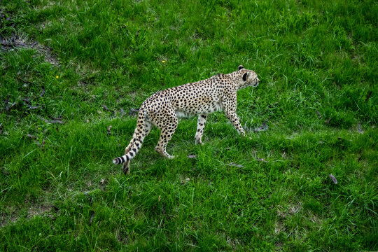 cheetah in the grass in the zoo.. Walking arround. Un cheetah caminando por el cesped en el zoologico
