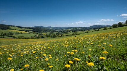 Fototapeta premium Beautiful landscape with yellow flowers field.