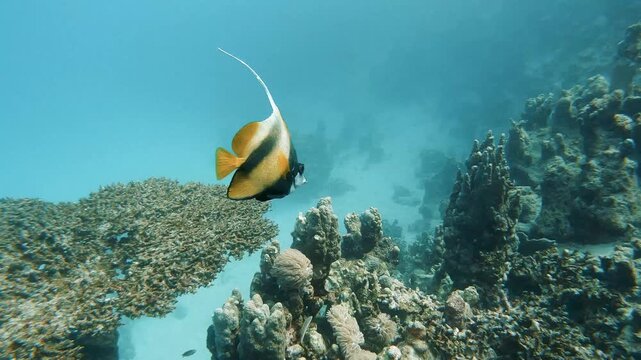 Longfin Red Sea bannerfish swimming above coral reef in Marsa Alam Red Sea Egypt