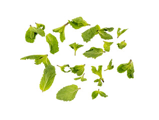 Fresh mint leaves scattered in midair, isolated On Transparent Background, high contrast, crisp texture, herbal ingredient concept. © Mukta