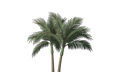 Fototapeta premium pair of tall palm trees with lush green fronds is depicted against a white background, evoking a tropical summer vibe for travel and beach themes.