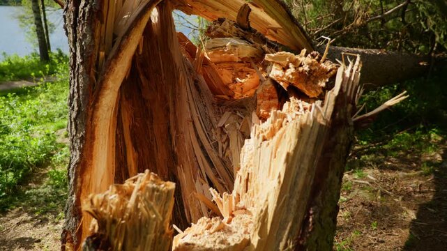 A splintered tree trunk basks in sunlight near a serene Norwegian lake, surrounded by lush greenery. Ideal for nature documentaries or environmental studies.