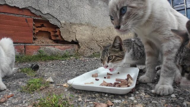 Four stray kittens eating together on pavement
