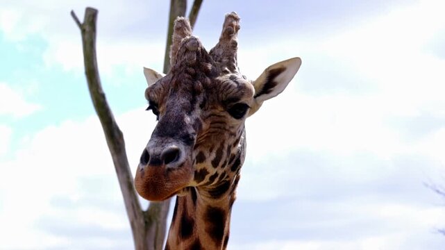 Large male giraffe in the Berlin zoo