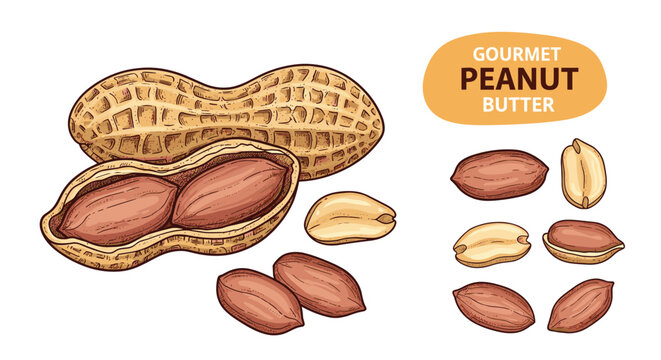 Gourmet peanut butter illustration shows peanuts in shells, shelled nuts, and individual pieces on a white background.