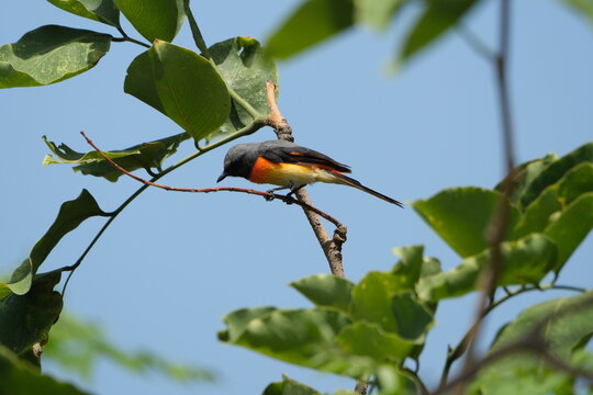 Black and orange minivet perched on branch against blue sky