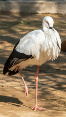 Fototapeta premium A close-up photo of an Oriental white stork standing on one leg in the sunlight.