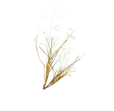 Clump of dry wild grass stalks with delicate seed particles isolated on transparent background