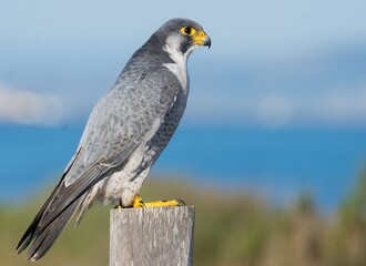 Fototapeta premium A closeup of a Shaheen falcon, Falco peregrinus peregrinator side profile perched on a wood