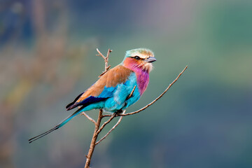 Colorful Lilac-breasted roller bird perched on tree branch © Qasim