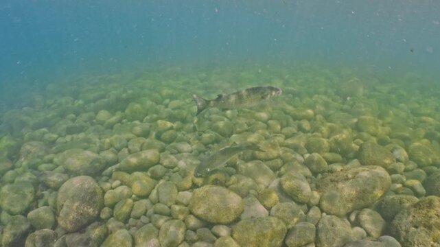 【4K水中映像】抜群の透明度を誇る浅場の水底近くをマイペースに泳ぐ野生のボラ