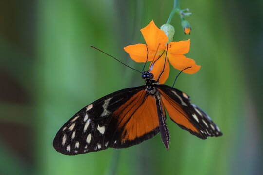 Beautiful tiger heliconian (Heliconius ismenius) butterfly on a vibrant orange flower