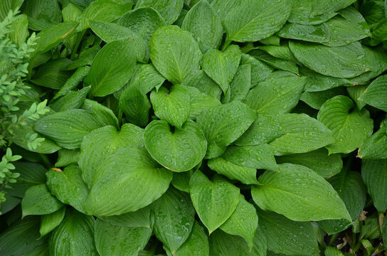  Fresh green hosta leaves in waterdrops after the rain. Nature, spring, summer, hosta plant growing outdoors. Natural environment .	