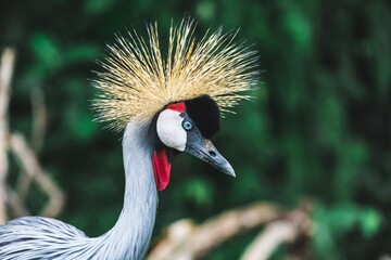Naklejka premium Black Crowned-crane bird - Balearica pavonina, Bali, Indonesia. Portrait close up