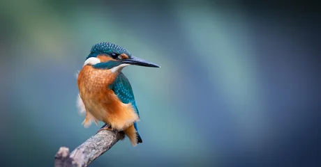 Fotobehang IJsvogel Common kingfisher, Alcedo atthis. A bird sits on a branch, looking back, beautiful background  © Qasim