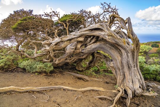 Juniper tree Sabina shaped by the wind near El Sabinar, El Hierro, Canary Islands, Spain