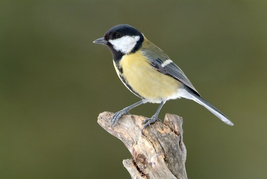 Great Tit (Parus major), Schwaz, Tyrol, Austria, Europe