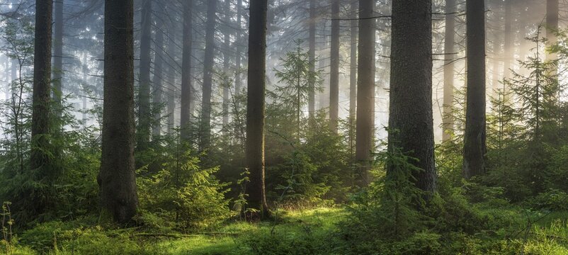 Panorama, spruce forest with natural regeneration, sun shining through morning fog, Thuringian Forest, Thuringia, Germany