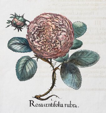 Rose (Rosa), hand-coloured copper engraving by Basilius Besler, from Hortus Eystettensis, 1613